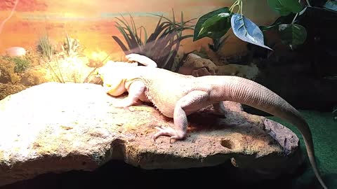 Bearded Dragon Has Seizure