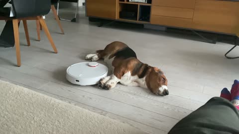 Basset Hound literally doesn't budge for robot vacuum
