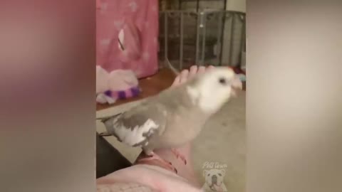 parrot talking, parrot sounds, parrot singing, parrot fish, parrot tv, parrotlet, parrot dancing, parrot talking funny, parrot minecraft, parrot alexa, parrot anafi, parrot anafi drone, parrot annoys cat, parrot and cat, parrot alexa shopping list, parrot