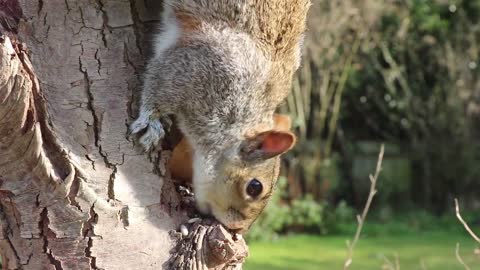 Cute Squirrel Eating - Animal Clip