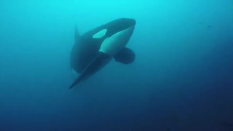 Scuba diver has close encounter with ocean's top predator