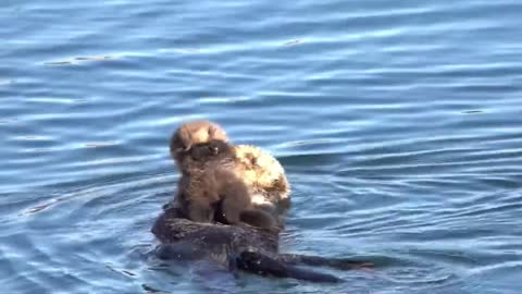 Charming baby otter