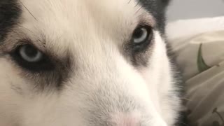 Talking Husky says 'I Love You' to owner