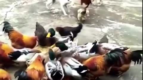 Chicken vs dog fight 😀 || funny dog fight with chicken 🐔