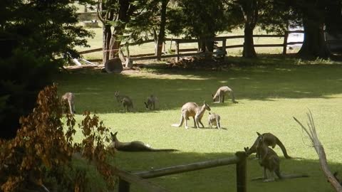 Kangaroo the Pride of Australia