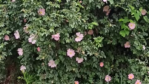 Spring roses for tea