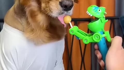 Dog playing of toy