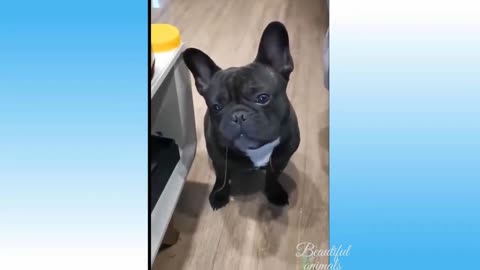 funny dog short compilation #cutenessoverload