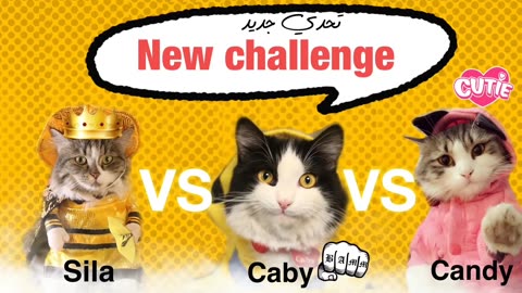 "Cat Challenge Games: Exciting Activities to Keep Your Cat Entertained!"