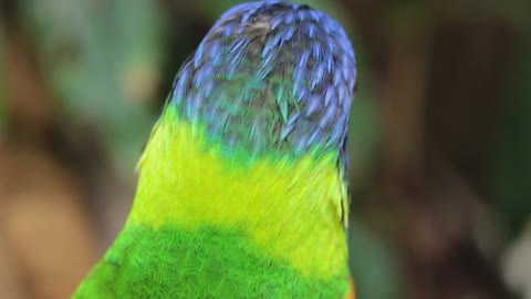 cute Parrot Bird Colorful Animal Color Wild Green