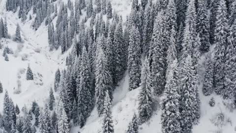 Aerial View of a Snow Forest.