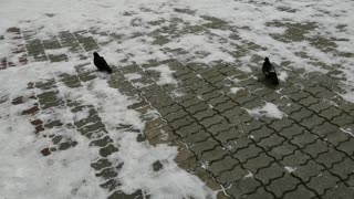 These two pigeons peck at something in cold weather.