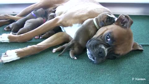 Old Boxer Puppies Playing