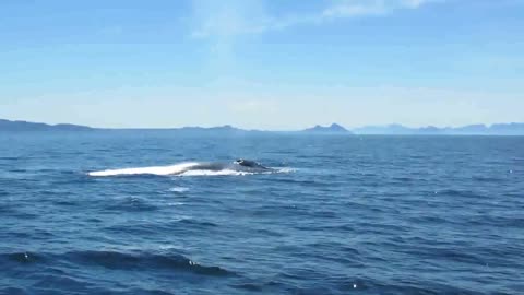 Lindo azul soprando a 100 metros do barco - Baja California - Thore Noernberg Whale Watching 2021