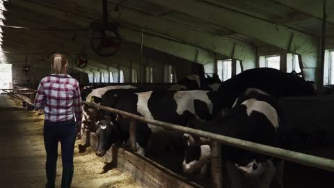 Young girl walks near cows at the farm