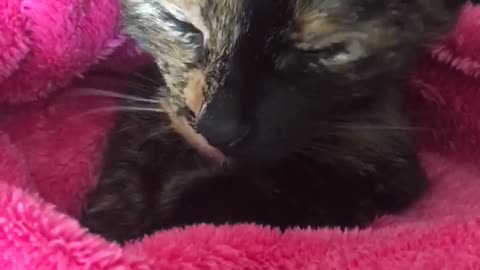 Black kitten hiding inside of pink blanket