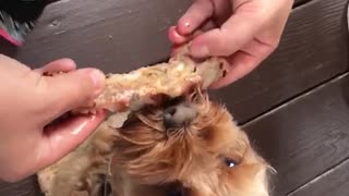 Tan dog eating meat from owners hand