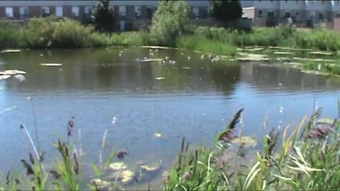 Geese swimming in a pond on a summers day