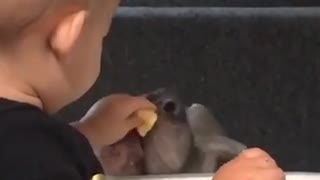 Baby feeding "vicious" pit bull