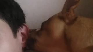 host's tasty ear