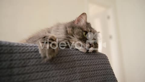 Adorable Domestic Cat Resting On Sofa At Home
