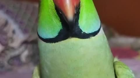 Funny Parrot Talking and Dancing | Funny Pet video | Cute Animals