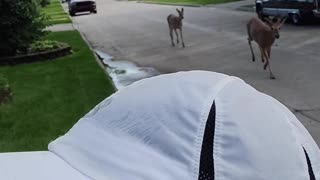 Random Deer Join Run