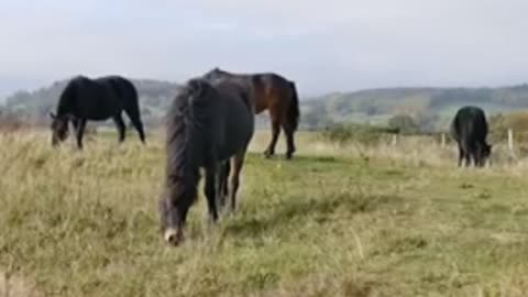 Horses eat grass in the woods
