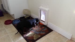 Carrot thief dog is bested by doggy door