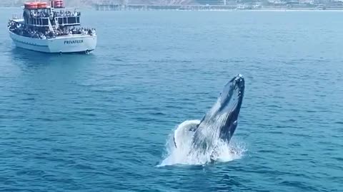 Humpback whale breaches
