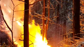 Power-Lines Send Fire Through a Tree