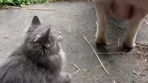 Little cat and pig playing