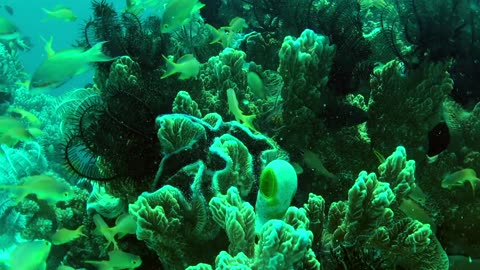 Amazing coral reef teeming with marine and aquatic life - no sound