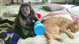 Monkey and His Pet Cat and a Rock (Kitty Spa Treatment)