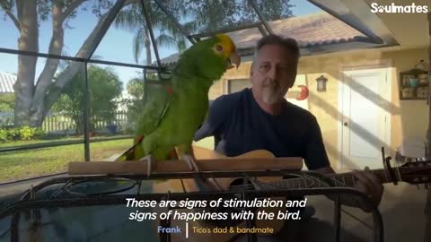 Parrot Insists On Singing Whenever Dad Plays Guitar - The Dodo Soulmatesp1