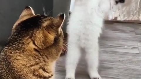 Funny cat in action,