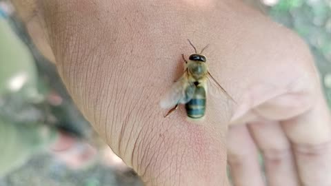 The dancing bee