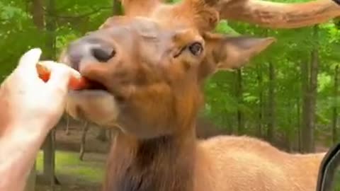 Vary funny Animal video In Jungle