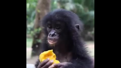 Monkey Funny Video.