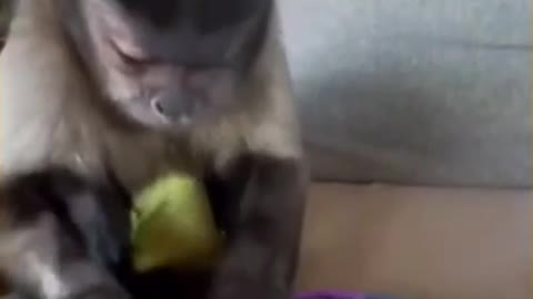 little monkey playing with his pop