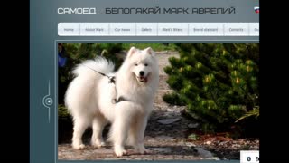 Best Dogs' Websites