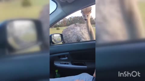 This ostrich wants food
