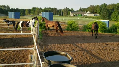 Gelding Show Who Is Boss (Neither)