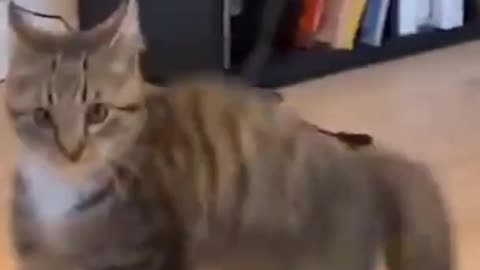 Cats always adorable when they playing funny cats and dogs😂Try not laugh