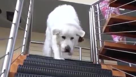 Dog learn how to walk on staircase