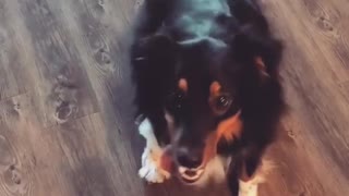 Breakdancing Dog Shows Off Its Moves