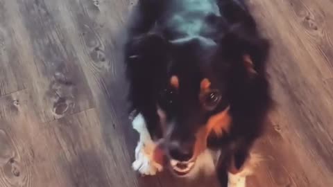 Breakdancing Dog Shows Off Its Moves