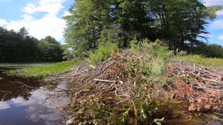 Beaver Lodge