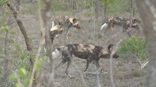 Wild Dog Pack Corner Lone Hyena