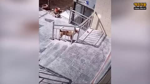 Videos De Risa 2021 nuevos 😂 Animales Graciosos